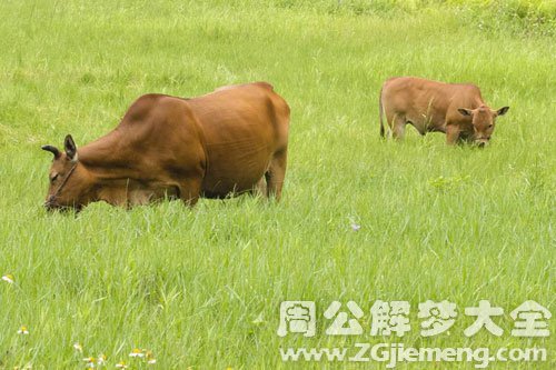 两头大黄牛