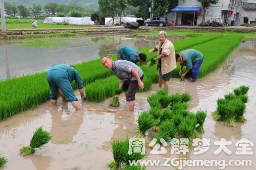 梦见聋子种田