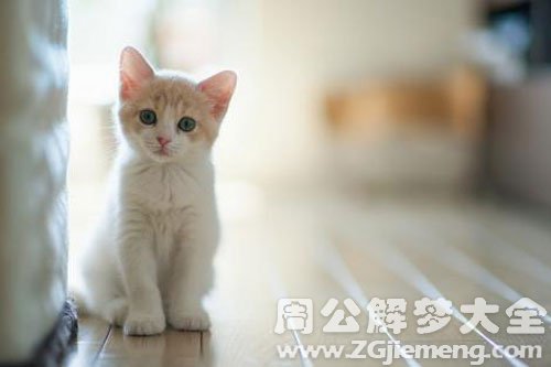 猫扑向我