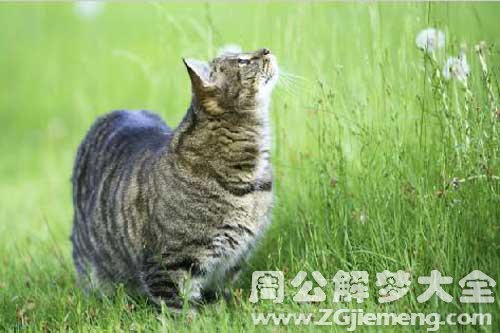 梦见一群野猫