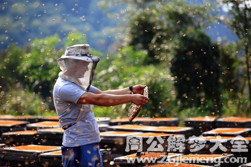 梦见蜂群停在头上