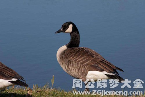 梦见黄鹄变成鸡