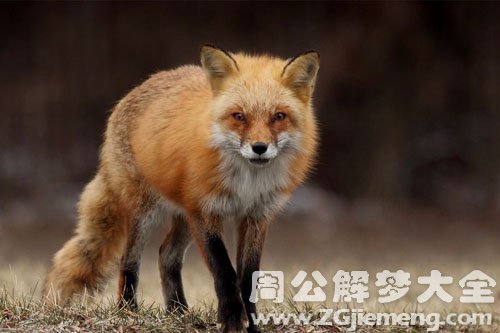 梦见狐狸跟着我