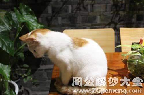 梦见小狗和小猫