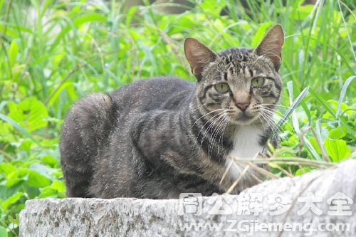 打死野猫