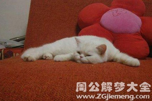 猫的尸体