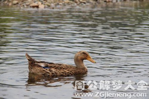 鸭子吃蛇