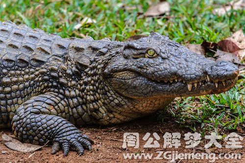 鳄鱼咬手