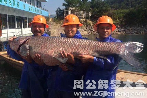 大鱼没抓到