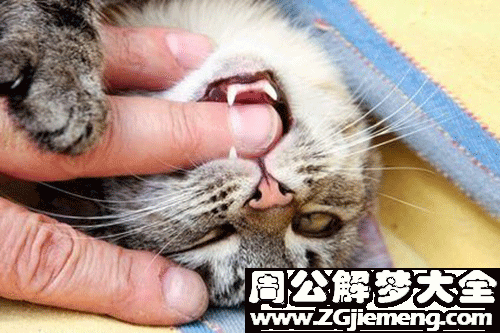 梦见被猫咬流血