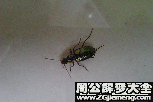 梦见满屋虫子