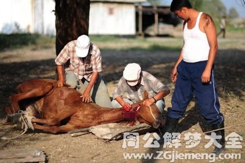 梦见把马杀了