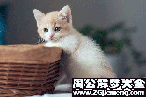 小猫