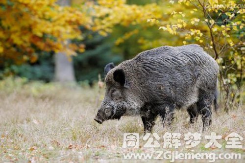 野猪追