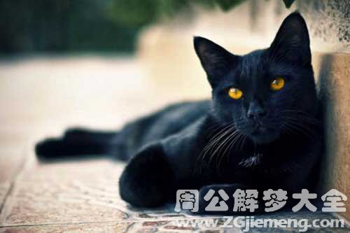 梦见抱着黑猫