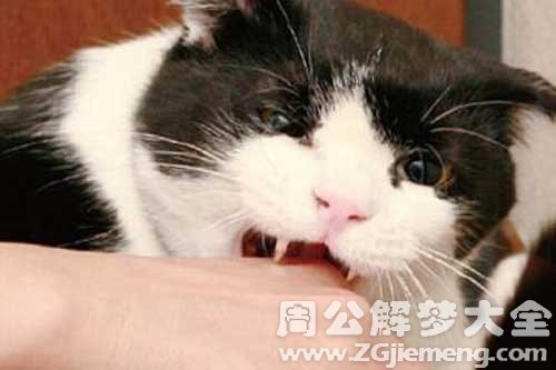 梦见自己被猫抓