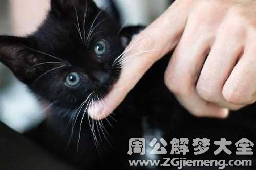 梦见猫咬出血