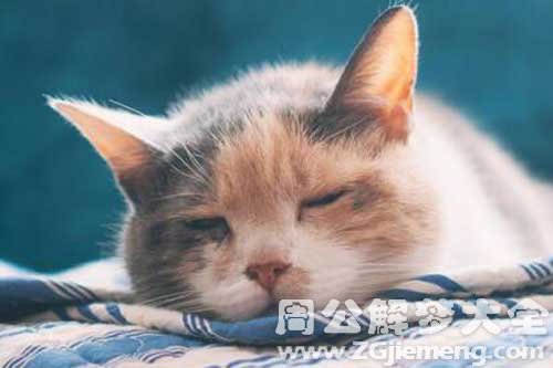 梦见自己是猫