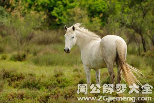 两匹白马