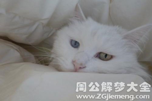 猫赚我