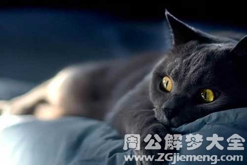 梦见打死黑猫