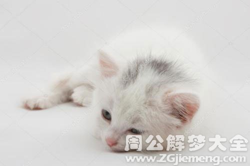 小猫