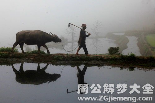 牛在水里游