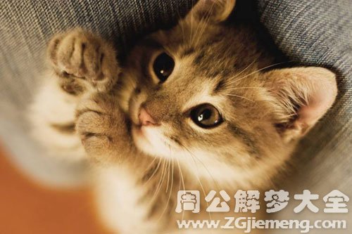 把猫杀死了