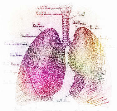  梦见肺部