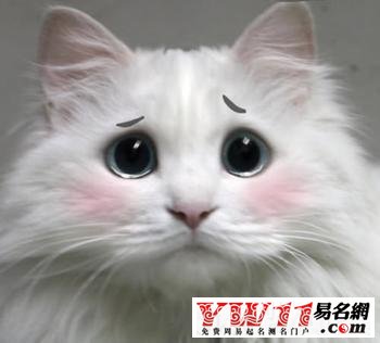 周公解梦梦见猫的解释