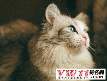 梦见猫