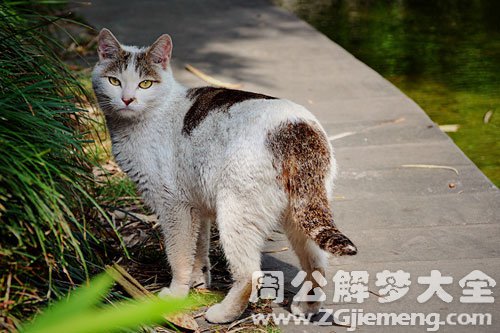 梦见野猫