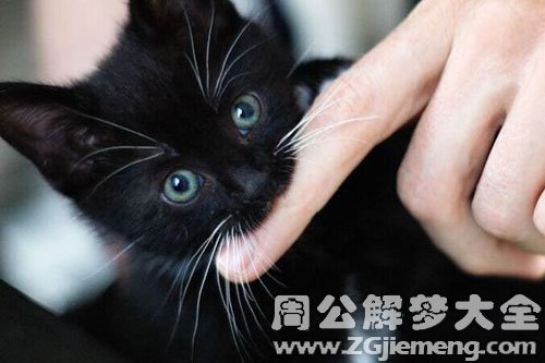 梦见被猫咬