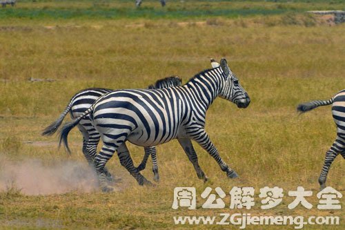 梦见斑马在奔跑