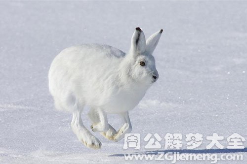 梦见兔子在原野奔跑