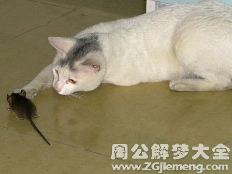 梦见猫逮老鼠.jpg