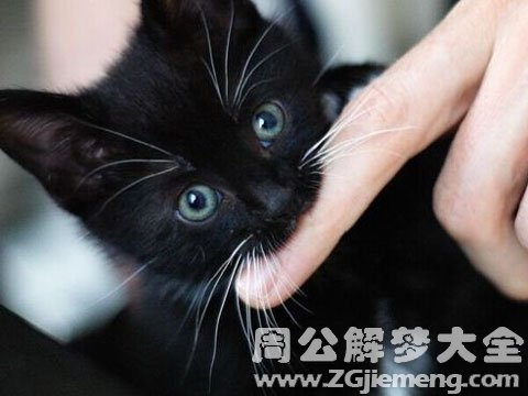 梦见猫咬我手.jpg