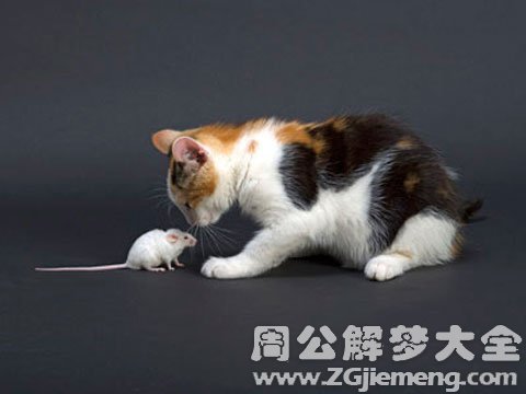 梦见猫捉老鼠.jpg