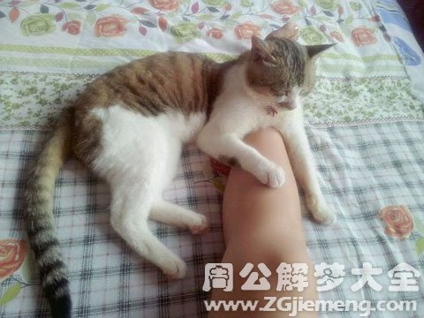 梦见猫咬我脚.jpg