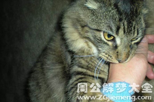 梦见猫咬人