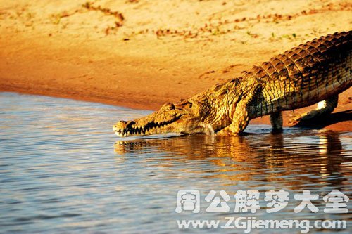 梦见湖泊里有鳄鱼