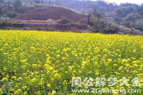 梦见田野开满了油菜花