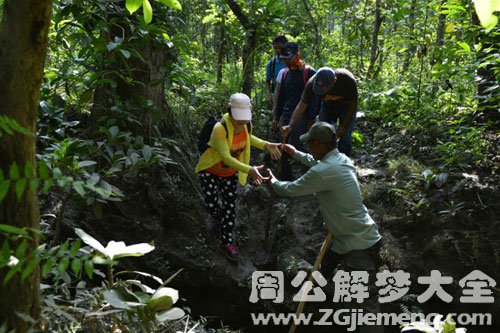 梦见丛林探险