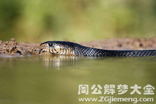 梦见水潭里有蛇