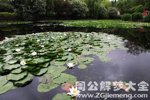 梦见水潭里有花