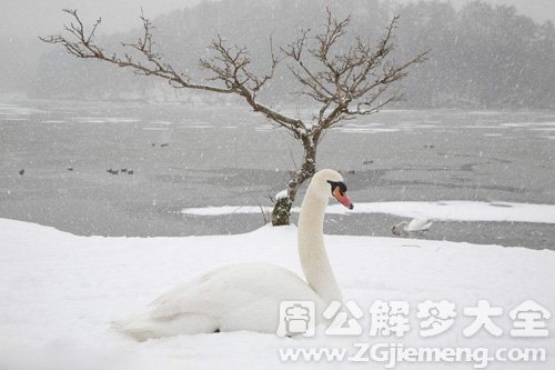 梦见雪落身上不化