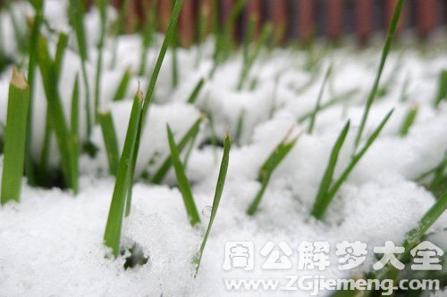 梦见雪融化小草发芽