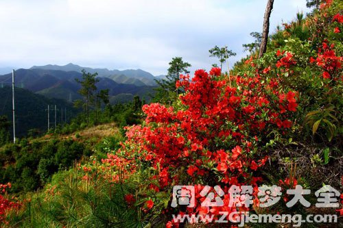 山上开满了花