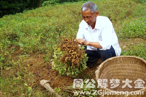 在地里挖花生