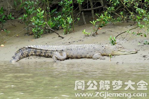 梦见水潭有鳄鱼